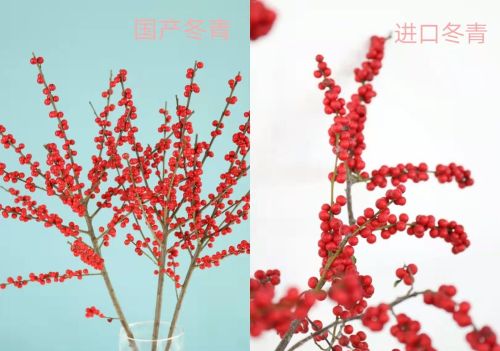 尖头与平头腊梅(尖头腊梅和平头腊梅有什么区别)