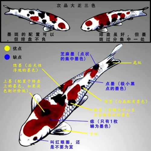 大正三色锦鲤特点(大正三色锦鲤寿命多长)