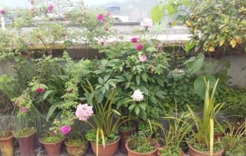 阳台适合摆放和种植什么植物和花卉？