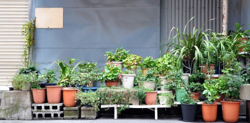 阳台适合摆放和种植什么植物和花卉？