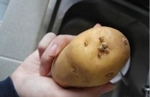 土豆可以放在冰箱里吗？放冰箱里储存会发芽吗？
