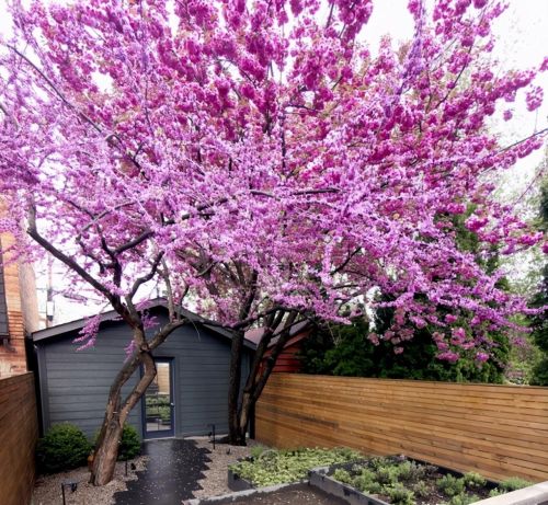 西南地区庭院种什么树好(西南地区常用园林植物)