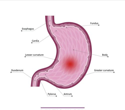 胃的结构是什么?(胃的结构及名称图)