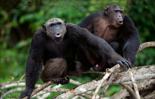 人类和黑猩猩存在生殖隔离，这个现象最初是如何发现的？