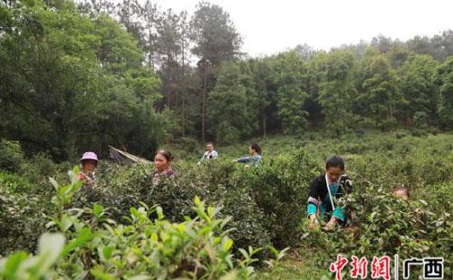 广西荔浦深山老茶吐新芽 茶农增收采撷忙