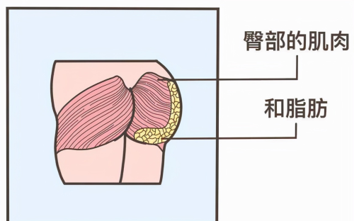 人类的屁股有多奇特?极致腰臀比的吸引力在何处?