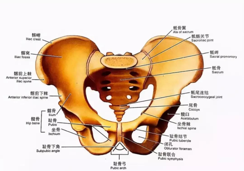 人类的屁股有多奇特?极致腰臀比的吸引力在何处?