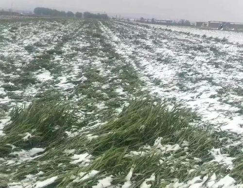 天气预报：明天26号，大雪暴雨中心范围确认，晚春要冷？农谚咋说