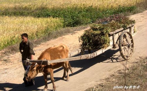 实拍朝鲜农村真实的景象，朝鲜农民生活究竟怎样？和你想象不一样