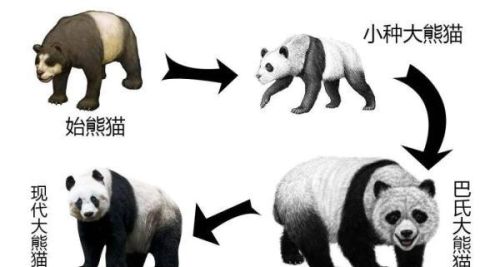 火爆全网的“顶流”大熊猫与气候有何“羁绊”？