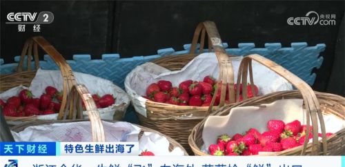 国际客运货运航线增加+通关速度提升 浙江金华草莓抢“鲜”出口