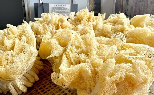 产业观察丨福建永泰：小小菌菇何以成为林下经济“金娃娃”？