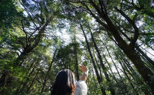 春天，去诗情画意的楚雄紫溪山赏花、徒步、露营吧！