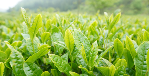 春天的茶讯 | 百里杜鹃：“茶花旅”带动新发展