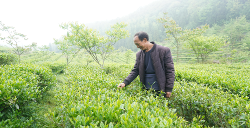 春天的茶讯 | 百里杜鹃：“茶花旅”带动新发展