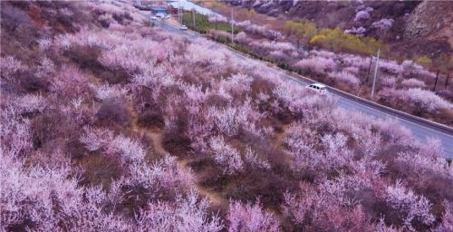 列车穿过花海驶向春天深处 看看春天的铁道线到底有多美