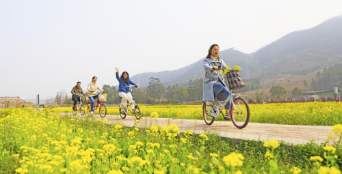 桂林灵川：油菜花开春意浓 踏青赏花正当时