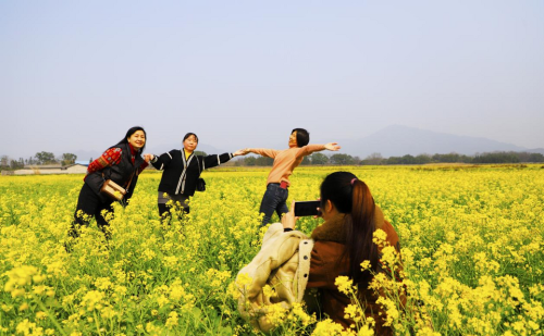 桂林灵川：油菜花开春意浓 踏青赏花正当时