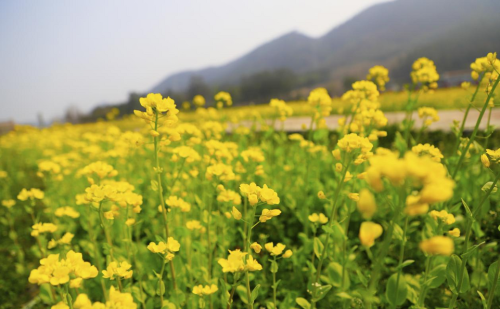 桂林灵川：油菜花开春意浓 踏青赏花正当时