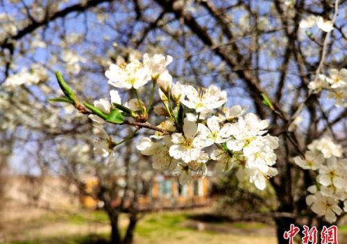 青海尖扎噶达庄园：百年“后花园”梨花盛开，举目皆春色