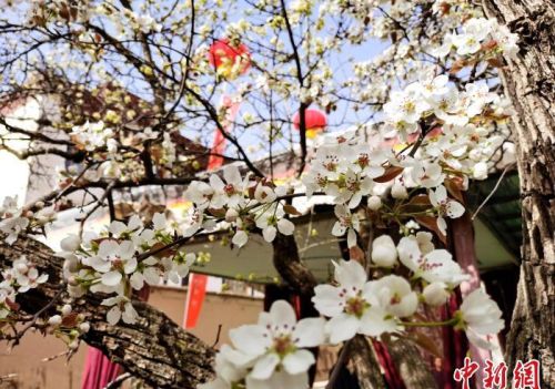 青海尖扎噶达庄园：百年“后花园”梨花盛开，举目皆春色