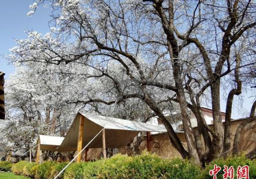 青海尖扎噶达庄园：百年“后花园”梨花盛开，举目皆春色