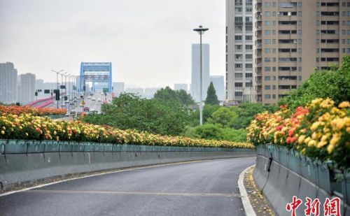 浙江杭州215万高架月季绽放 民众开启“走花路上班”模式