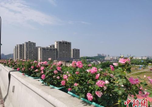 浙江杭州215万高架月季绽放 民众开启“走花路上班”模式