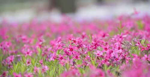 惊艳！这片彩色花海等你来“打卡”～