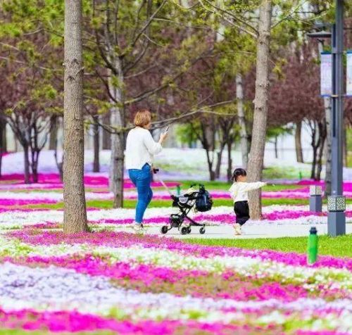 惊艳！这片彩色花海等你来“打卡”～