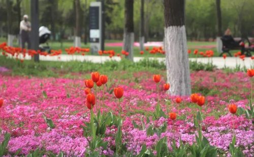 惊艳！这片彩色花海等你来“打卡”～