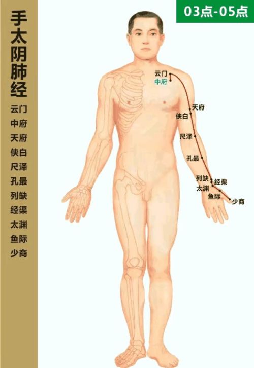 手太阴肺经的常用俞穴有哪些，分别在什么位置，有什么作用？