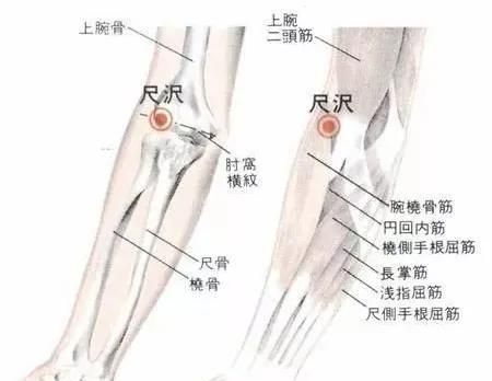 手太阴肺经的常用俞穴有哪些，分别在什么位置，有什么作用？