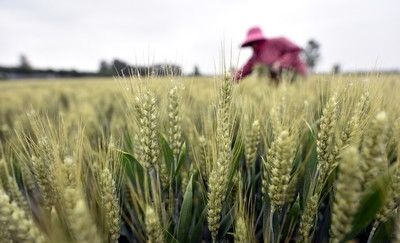 小麦怎么施肥可以高产？