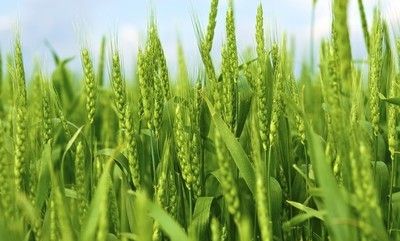 小麦怎么施肥可以高产？