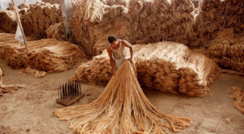 印度靠黄麻养活千万人，欧洲奢侈品大量使用，为何我国却早淘汰了
