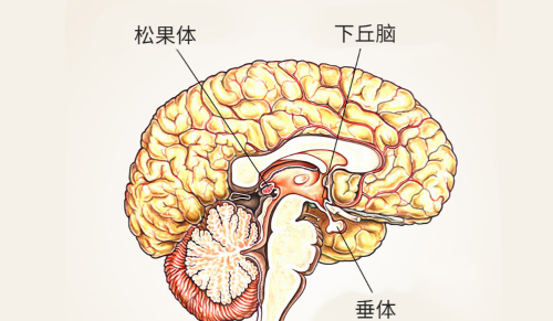 阴毛有什么用？越来越少了意味着啥？到底能不能刮？医生讲出实情