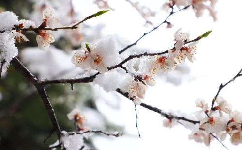 北京这里下雪啦！今天最低温仅8℃，下周一气温还会暴跌！