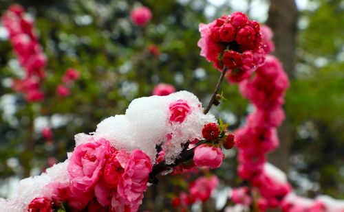 北京这里下雪啦！今天最低温仅8℃，下周一气温还会暴跌！