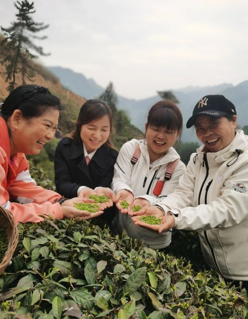 茶山采茶