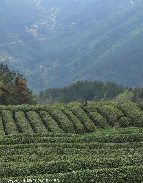 茶山采茶