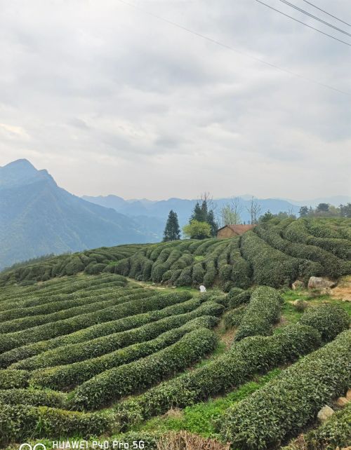 茶山采茶