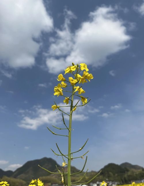 小船儿荡起双桨，让风儿去歌唱，我们陶醉在在这暖暖的春风里……