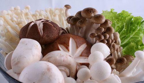 高NIAO酸人群能不能吃菌菇？