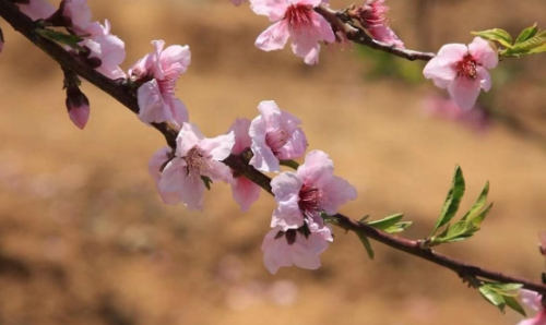 老话说：“一年两个春，寡妇遍地分”，今年刚好双春，啥意思？