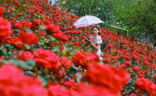 成都的浪漫何止在二环？这些花海别错过！