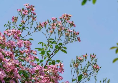 成都的浪漫何止在二环？这些花海别错过！