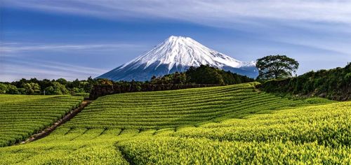 日本静冈美食美景：富士山、梦之吊桥、关东煮、鳗鱼饭