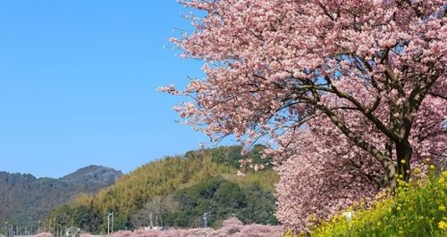 日本静冈美食美景：富士山、梦之吊桥、关东煮、鳗鱼饭