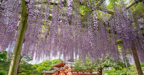 日本哪里可以赏「紫藤花」？东京、京都、奈良等10大紫藤花景点